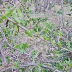 Lycium ferocissimum (African Boxthorn) at Mount Mugga Mugga - 1 Aug 2023 by Mike