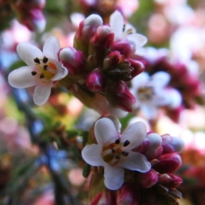 Micromyrtus ciliata at Rendezvous Creek, ACT - 1 Aug 2023 11:18 AM