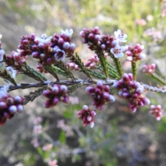 Micromyrtus ciliata at Rendezvous Creek, ACT - 1 Aug 2023 11:18 AM