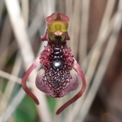 Chiloglottis reflexa (Short-clubbed Wasp Orchid) at Black Mountain - 11 May 2023 by RobG1