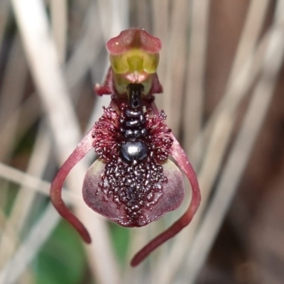 Chiloglottis reflexa (Short-clubbed Wasp Orchid) at Black Mountain - 11 May 2023 by RobG1