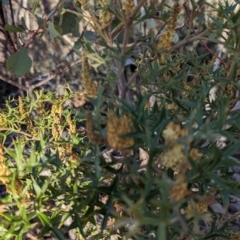 Grevillea ramosissima subsp. ramosissima at Paddys River, ACT - 1 Aug 2023