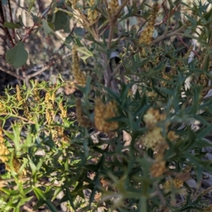 Grevillea ramosissima subsp. ramosissima at Paddys River, ACT - 1 Aug 2023