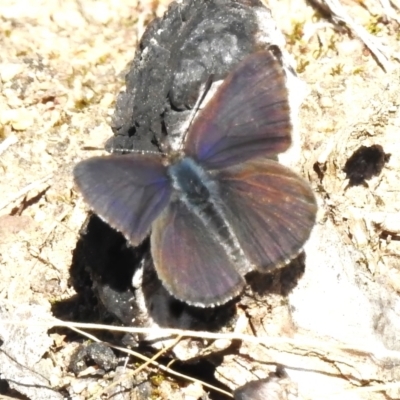 Erina acasta (Blotched Dusky-blue) at Rendezvous Creek, ACT - 1 Aug 2023 by JohnBundock