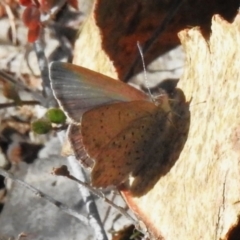 Erina acasta at Rendezvous Creek, ACT - 1 Aug 2023