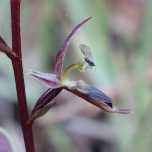 Acianthus exsertus at Canberra Central, ACT - 11 May 2023