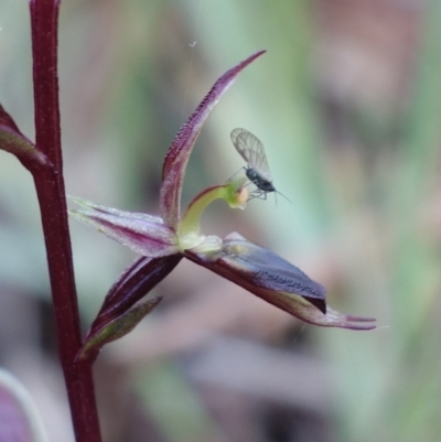 Acianthus exsertus (Large Mosquito Orchid) at ANBG South Annex - 11 May 2023 by RobG1