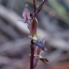 Acianthus exsertus at Canberra Central, ACT - 11 May 2023