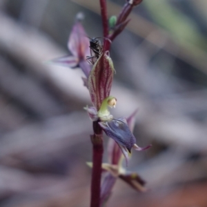 Acianthus exsertus at Canberra Central, ACT - 11 May 2023