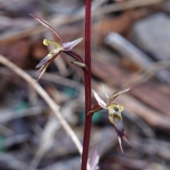 Acianthus exsertus at Canberra Central, ACT - 11 May 2023