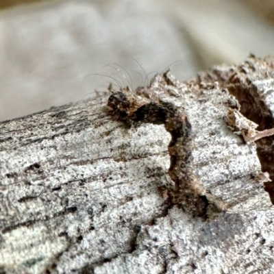 Unidentified Noctuoid moth (except Arctiinae) at Aranda, ACT - 1 Aug 2023 by KMcCue