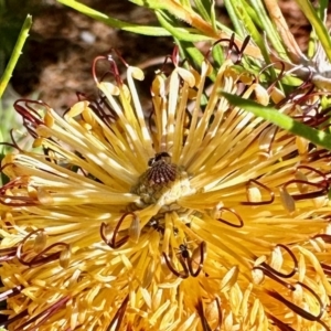 Formicidae (family) at Aranda, ACT - 1 Aug 2023