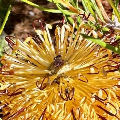 Formicidae (family) (Unidentified ant) at Aranda, ACT - 1 Aug 2023 by KMcCue