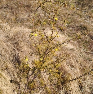 Acacia ulicifolia at Tuggeranong, ACT - 1 Aug 2023 02:01 PM