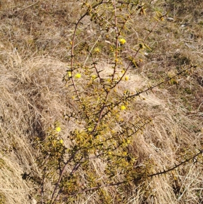 Acacia ulicifolia (Prickly Moses) at Tuggeranong, ACT - 1 Aug 2023 by LPadg