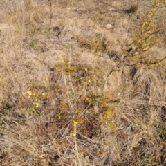 Acacia ulicifolia at Tuggeranong, ACT - 1 Aug 2023