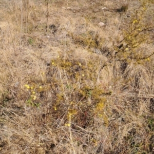 Acacia ulicifolia at Tuggeranong, ACT - 1 Aug 2023