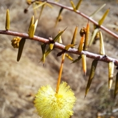 Acacia ulicifolia at Tuggeranong, ACT - 1 Aug 2023