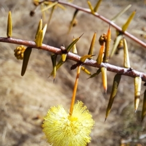 Acacia ulicifolia at Tuggeranong, ACT - 1 Aug 2023