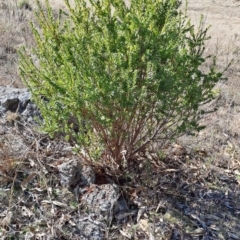 Styphelia triflora (Five-corners) at Tuggeranong, ACT - 1 Aug 2023 by LPadg