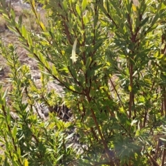 Styphelia triflora at Tuggeranong, ACT - 1 Aug 2023