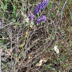 Hovea heterophylla (Common Hovea) at Wanniassa Hill - 1 Aug 2023 by LPadg