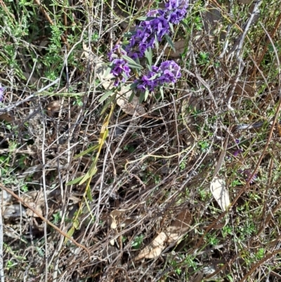 Hovea heterophylla (Common Hovea) at Tuggeranong, ACT - 1 Aug 2023 by LPadg