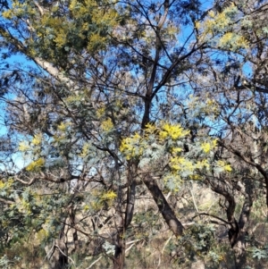 Acacia dealbata subsp. dealbata at Tuggeranong, ACT - 1 Aug 2023