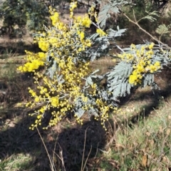 Acacia dealbata subsp. dealbata at Tuggeranong, ACT - 1 Aug 2023