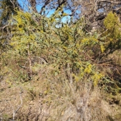 Acacia cultriformis (Knife Leaf Wattle) at Wanniassa Hill - 1 Aug 2023 by LPadg
