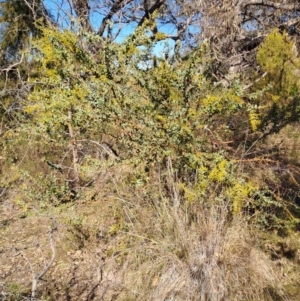 Acacia cultriformis at Tuggeranong, ACT - 1 Aug 2023