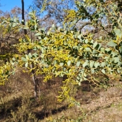 Acacia cultriformis at Tuggeranong, ACT - 1 Aug 2023