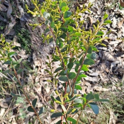 Acacia cultriformis (Knife Leaf Wattle) at Tuggeranong, ACT - 1 Aug 2023 by LPadg