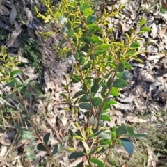 Acacia cultriformis (Knife Leaf Wattle) at Wanniassa Hill - 1 Aug 2023 by LPadg