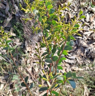 Acacia cultriformis (Knife Leaf Wattle) at Wanniassa Hill - 1 Aug 2023 by LPadg