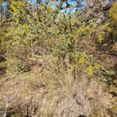 Acacia cultriformis at Tuggeranong, ACT - 1 Aug 2023