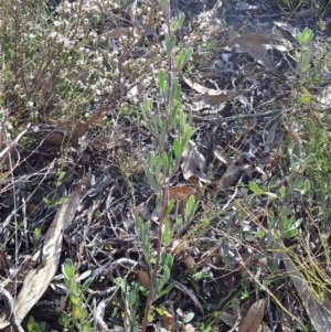 Hibbertia obtusifolia at Tuggeranong, ACT - 1 Aug 2023