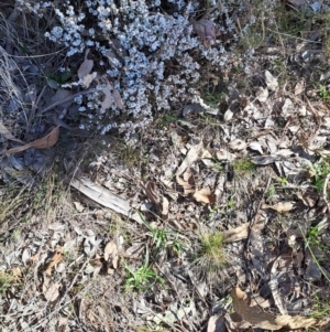 Styphelia attenuata at Tuggeranong, ACT - 1 Aug 2023