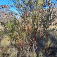 Daviesia mimosoides subsp. mimosoides at Wanniassa Hill - 1 Aug 2023 by LPadg