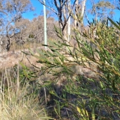 Daviesia mimosoides subsp. mimosoides at Tuggeranong, ACT - 1 Aug 2023 01:14 PM