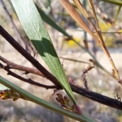 Daviesia mimosoides subsp. mimosoides at Tuggeranong, ACT - 1 Aug 2023 01:14 PM