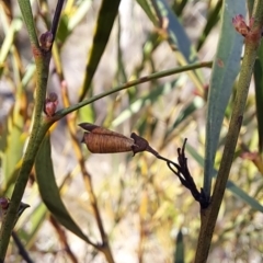 Daviesia mimosoides subsp. mimosoides at Tuggeranong, ACT - 1 Aug 2023 01:14 PM