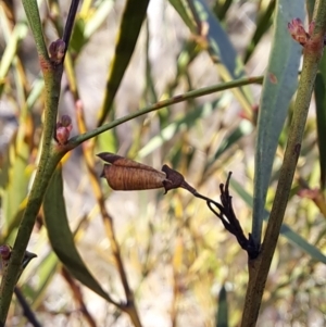 Daviesia mimosoides subsp. mimosoides at Tuggeranong, ACT - 1 Aug 2023