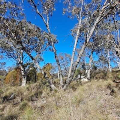 Eucalyptus nortonii (Mealy Bundy) at Tuggeranong, ACT - 1 Aug 2023 by LPadg