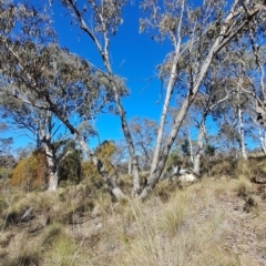Eucalyptus nortonii (Large-flowered Bundy) at Tuggeranong, ACT - 1 Aug 2023 by LPadg