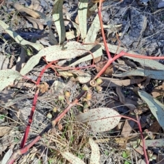 Eucalyptus nortonii at Tuggeranong, ACT - 1 Aug 2023 01:00 PM