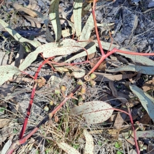 Eucalyptus nortonii at Tuggeranong, ACT - 1 Aug 2023 01:00 PM