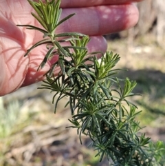 Cassinia aculeata subsp. aculeata (Dolly Bush, Common Cassinia, Dogwood) at Belconnen, ACT - 1 Aug 2023 by sangio7