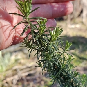 Cassinia aculeata subsp. aculeata at Belconnen, ACT - 1 Aug 2023 10:08 AM