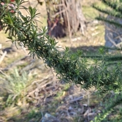 Cassinia aculeata subsp. aculeata at Belconnen, ACT - 1 Aug 2023